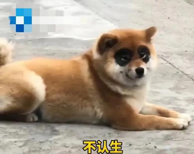 熊猫犬幼犬图片价钱（熊猫犬的图片）