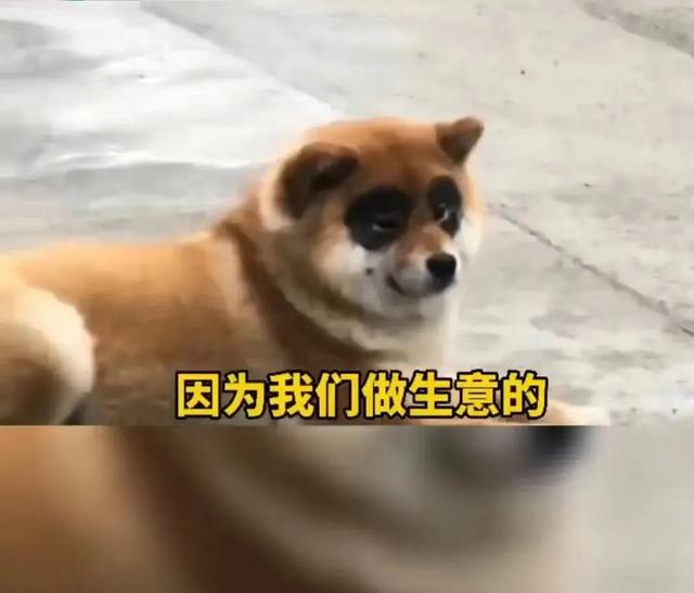 熊猫犬幼犬图片价钱（熊猫犬的图片）